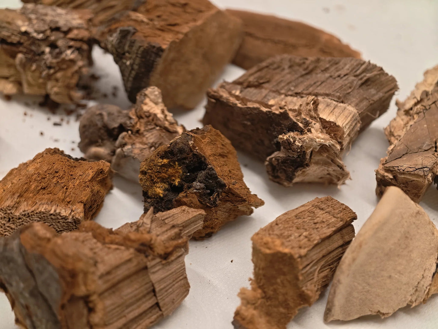 Wild Ganoderma Tea - NebuTea