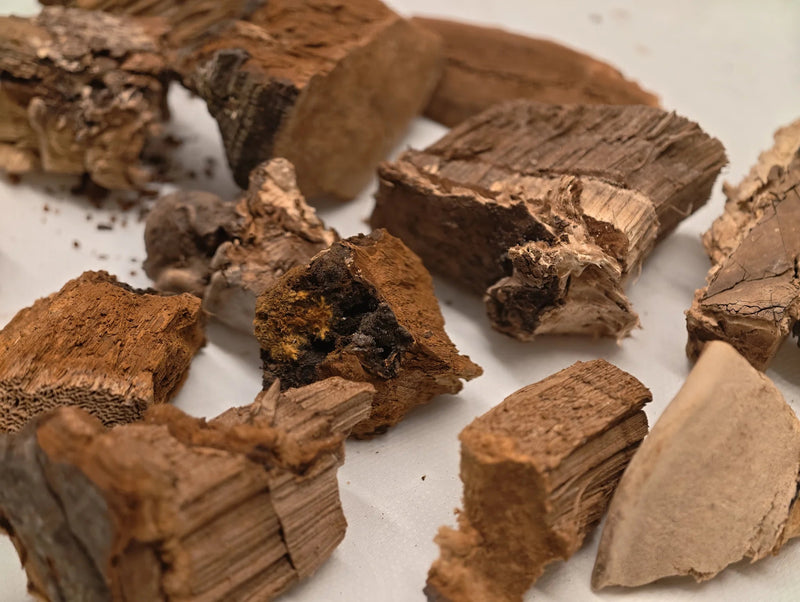 Wild Ganoderma Tea - NebuTea
